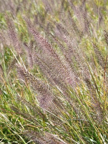 Pennisetum alopeculoides