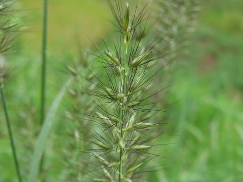 Pennisetum alopeculoides