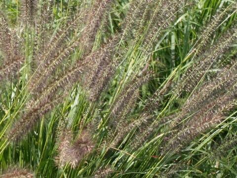 Pennisetum alopeculoides