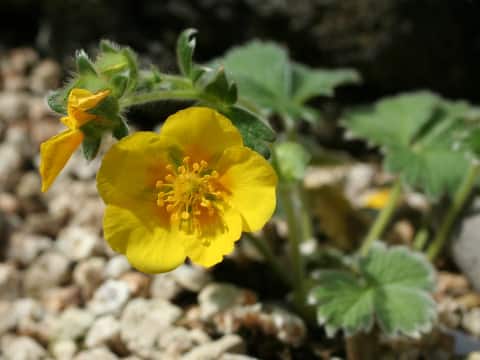 Potentilla megalantha