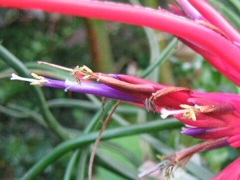 Tillandsia caput-medusae