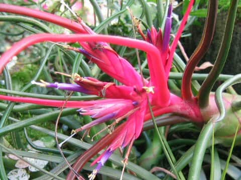 Tillandsia caput-medusae