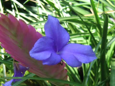 Tillandsia cyanea