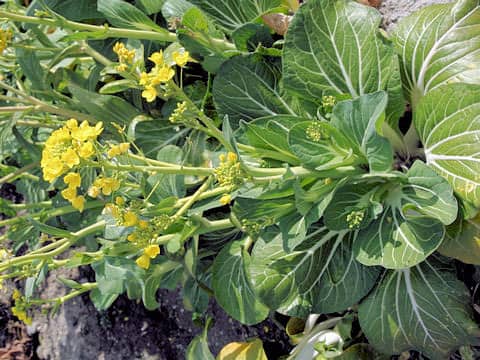 Brassica rapa var. chinensis