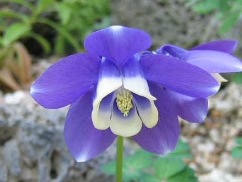 Aquilegia sp.