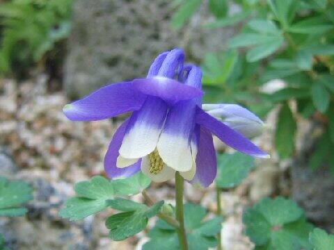 Aquilegia sp.