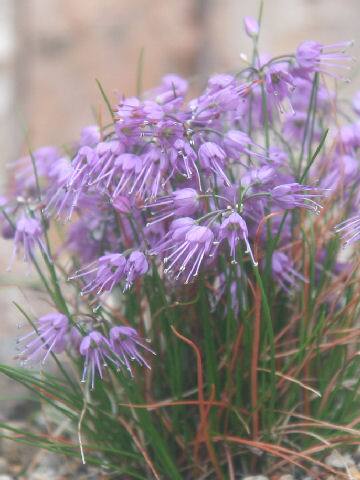 Allium splendens var. kurilense