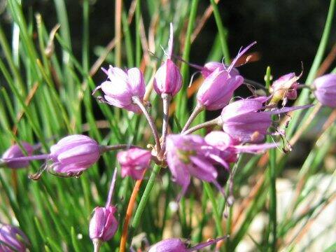 Allium splendens var. kurilense
