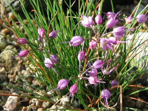 Allium splendens var. kurilense