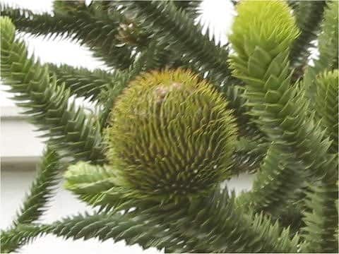 Araucaria araucana