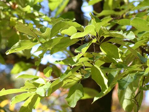 Ehretia ovalifolia