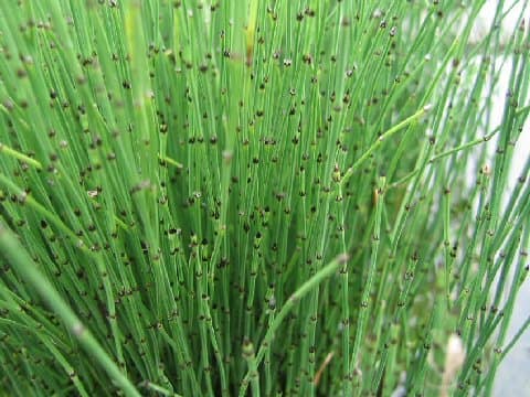 Equisetum variegatum
