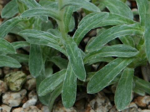 Leontopodium kurilense