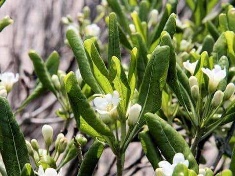 Pittosporum tobira