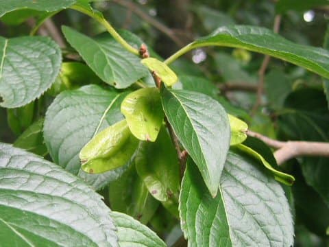 Eucommia ulmoildes