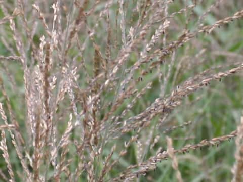 Arundinella hirta