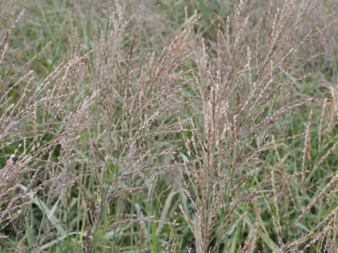 Arundinella hirta