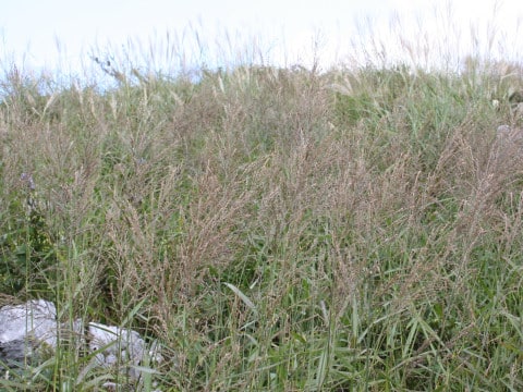 Arundinella hirta