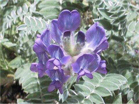 Oxytropis todomoshiriensis