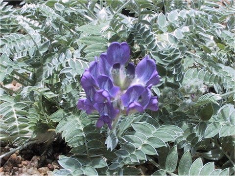 Oxytropis todomoshiriensis