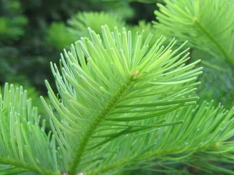 Abies sachalinensis