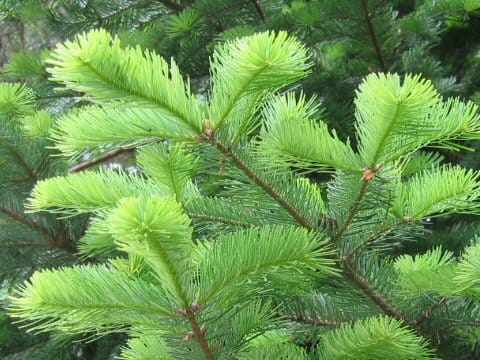 Abies sachalinensis