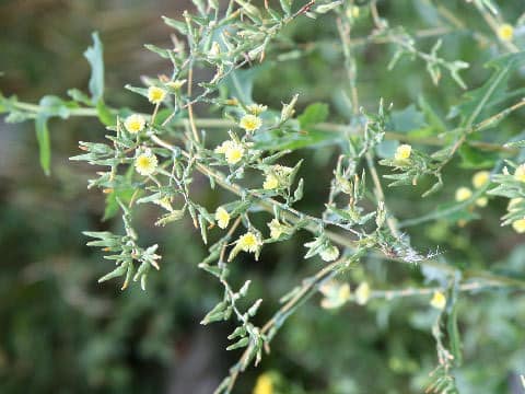 Lactuca serriola