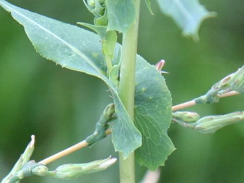 Lactuca serriola