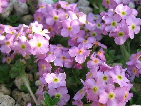 Androsace sempervivoides