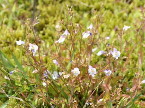 Mazus pumilus