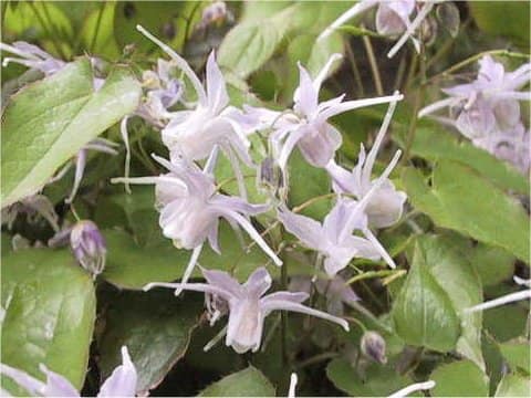 Epimedium sempervirens