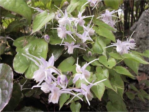 Epimedium sempervirens