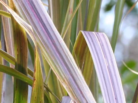 Miscanthus floridulus