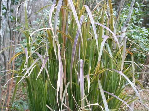 Miscanthus floridulus
