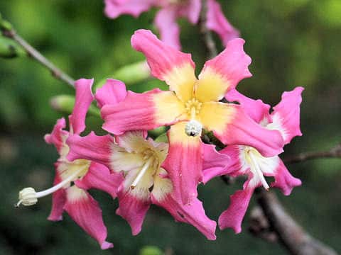 Chorisia speciosa