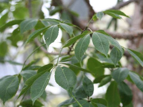 Chorisia speciosa