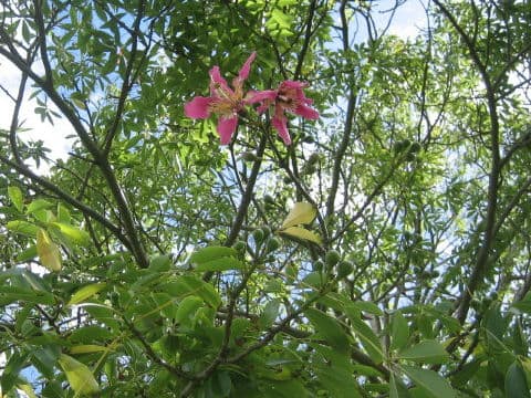Chorisia speciosa