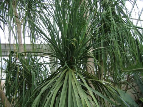 Beaucarnea recurvata