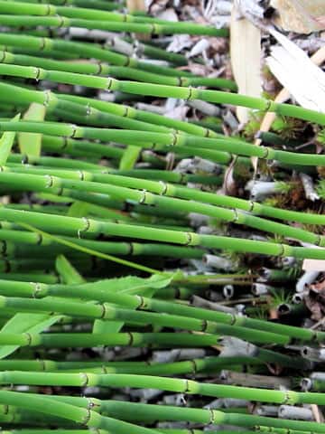 Equisetum hyemale