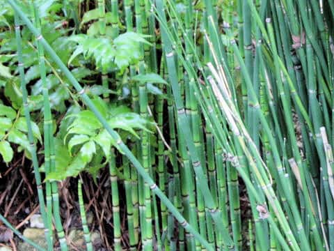 Equisetum hyemale