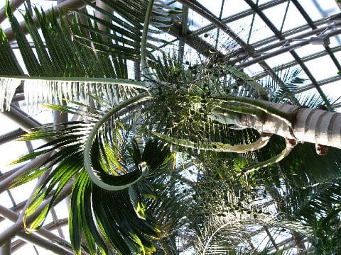 Hyophorbe lagenicaulis