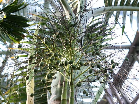 Hyophorbe lagenicaulis