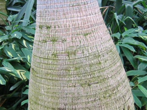 Hyophorbe lagenicaulis