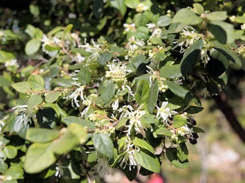 Loropetalum chinense