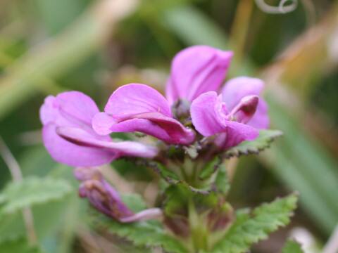 Pedicularis resupinata var. caespitosa