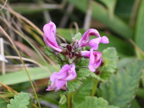 Pedicularis resupinata var. caespitosa