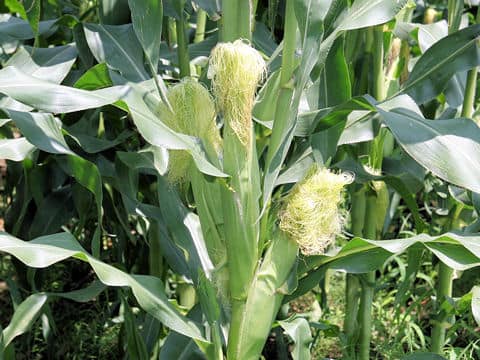 Zea mays