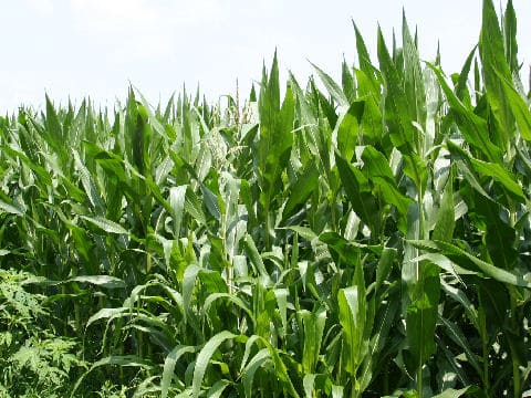 Zea mays
