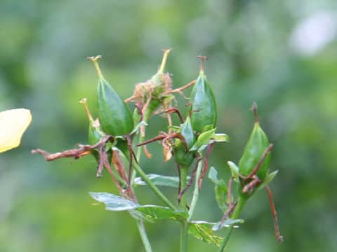 Hypericum ascyron