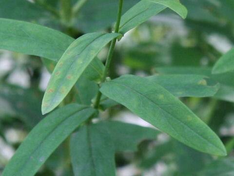 Hypericum ascyron